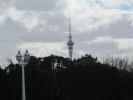 View of Sky Tower from Auckland Domain