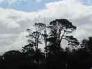 View of Sky Tower from Auckland Domain