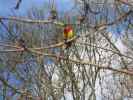 Parrot or parakeet in cherry tree in Auckland Domain