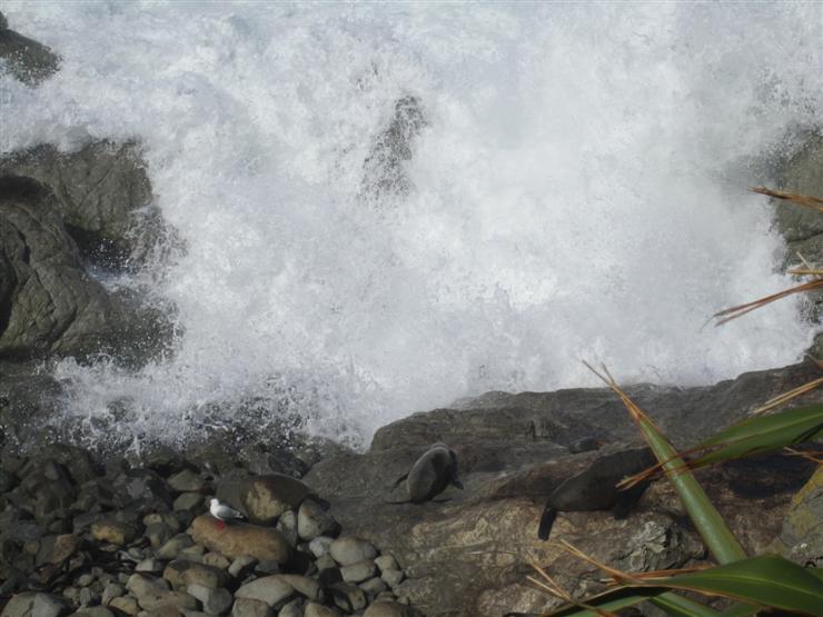 New Zealand fur seals along Highway 1