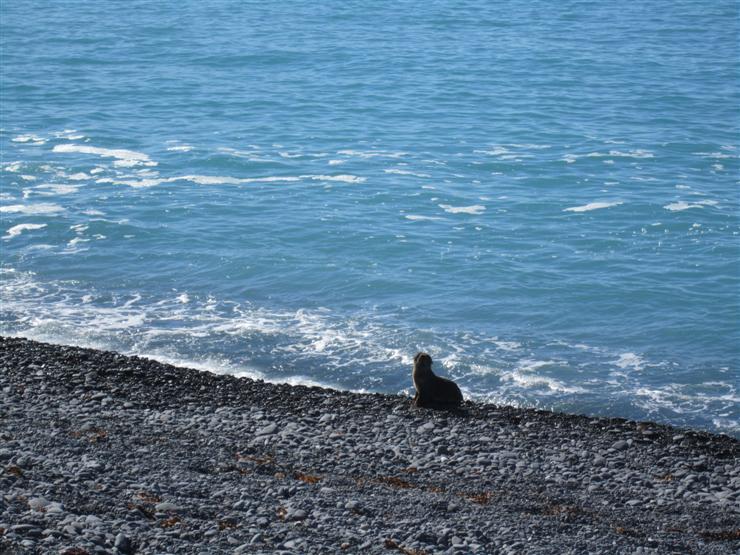 Lone seal on the beach at Kaikoura