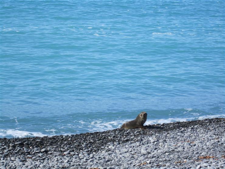 Lone seal on the beach at Kaikoura