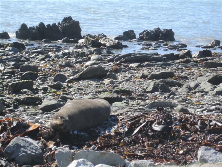 Big seal at Kaikoura seal colony