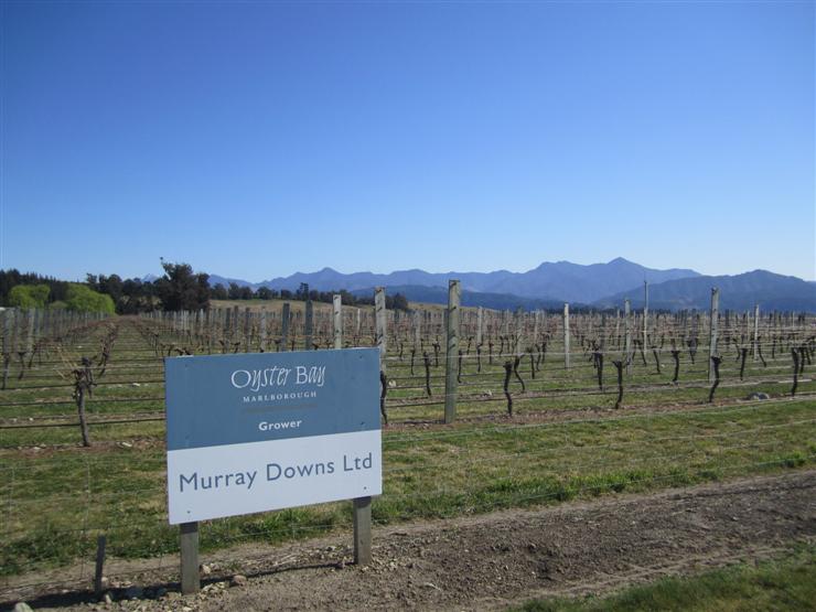 A vineyard in the Wairau Valley, near Renwick, which grows grapes for Oyster Bay