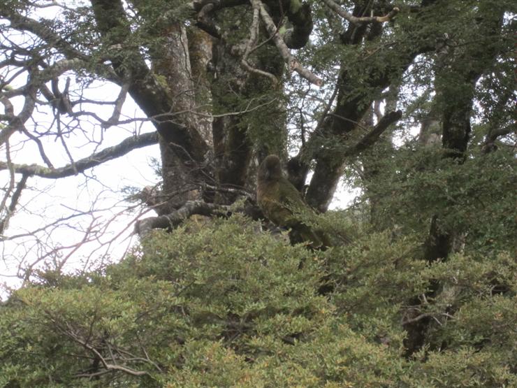 A well-camouflaged kea - a native parrot with a fondness for picnic food, though feeding them is discouraged