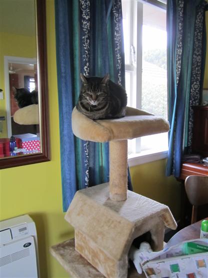 Rob's cat, Jay, on his palatial cat tower