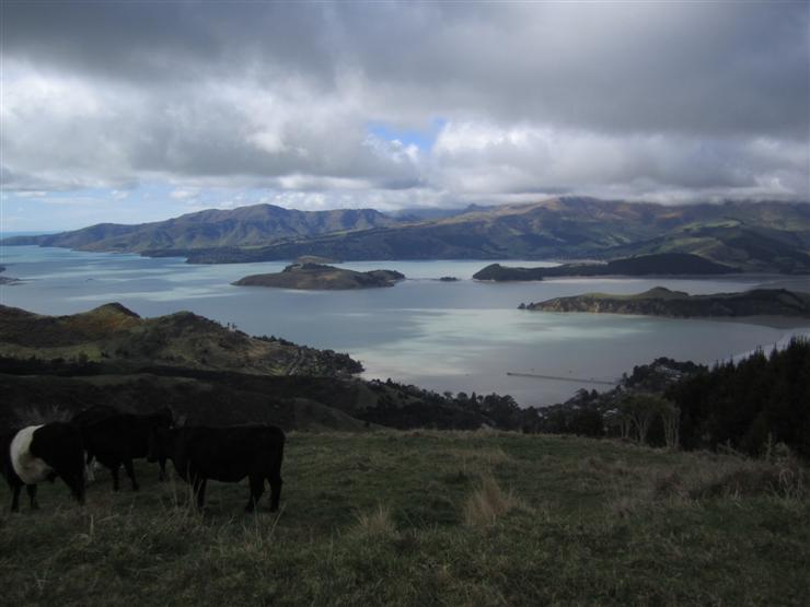 Lyttleton Harbour from Port Hills, cows in foreground