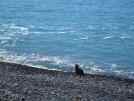 Lone seal on the beach at Kaikoura