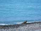 Lone seal on the beach at Kaikoura