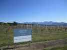 A vineyard in the Wairau Valley, near Renwick, which grows grapes for Oyster Bay