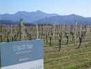 A vineyard in the Wairau Valley, near Renwick, which grows grapes for Oyster Bay