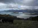 Lyttleton Harbour from Port Hills, cows in foreground