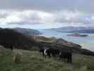 Lyttleton Harbour from Port Hills, Governers Bay on the left. Quail Island in middle where Scott kept his ponies before the South Pole fiasco