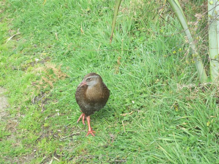 The weka again. A bit of a poser