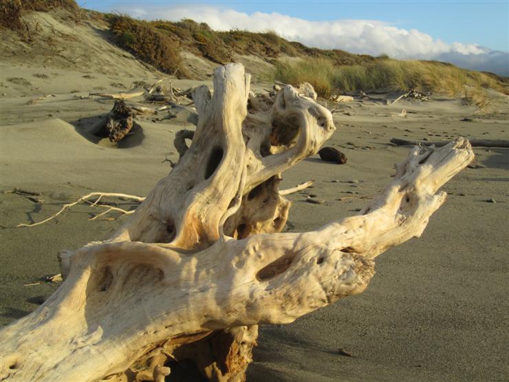 Driftwood on the beach just behind Hotel Mahinapua