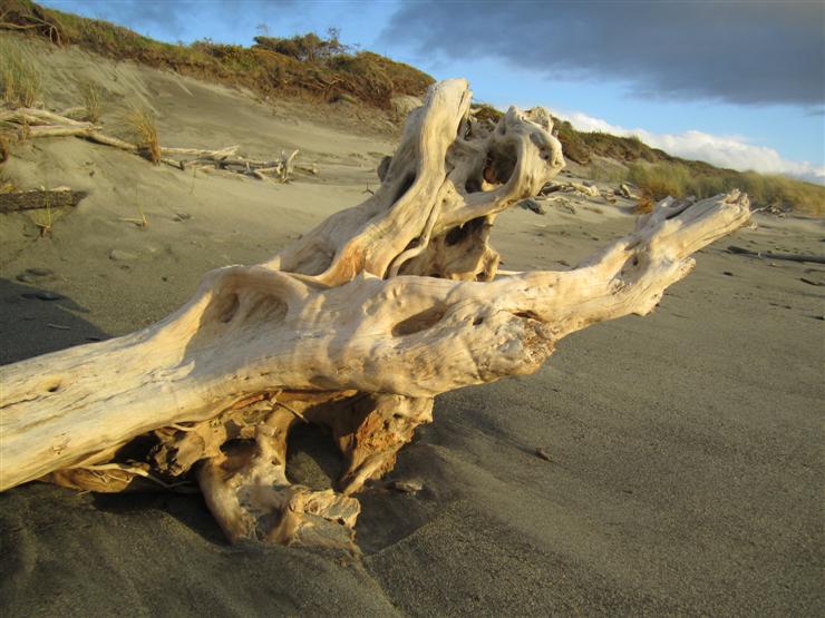 Driftwood