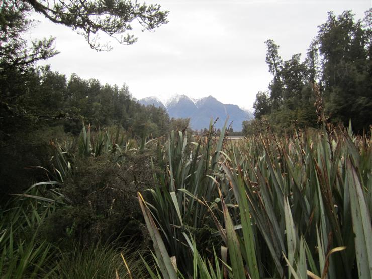 Lake Matheson from the other end, halfway round a very pleasant walk