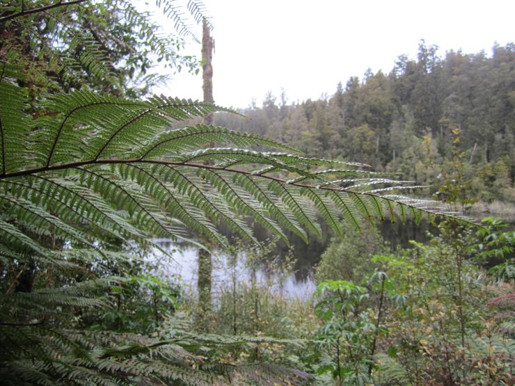 Fern and other rainforest flora