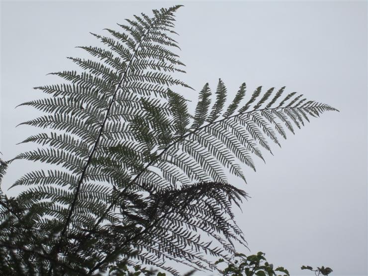 Fern. Would have looked lovely against a blue sky