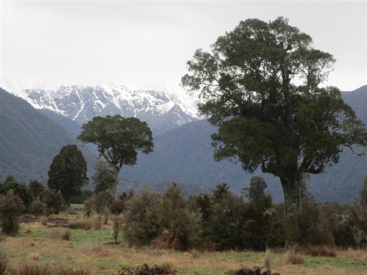 Trees, mountains, cloud. It's New Zealand