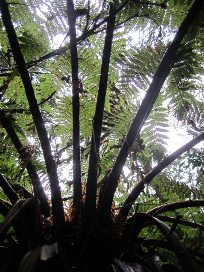 Underside of fern