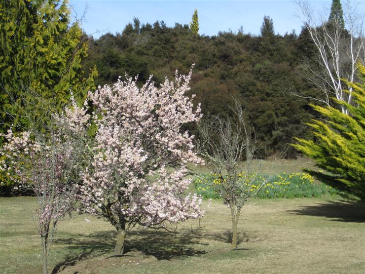 Spring has sprung in New Zealand