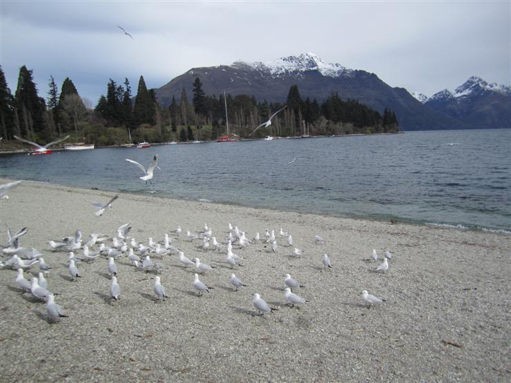 The lakeside at Queenstown. The gulls are staging a demonstration. "What do we want? Food! When do we want it? Now, Now, Now!" Hold on tightly to your chips or better still, eat them somewhere else