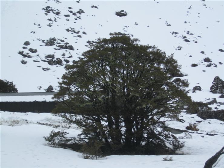 Tree and snow. The snow came right down to the roadside