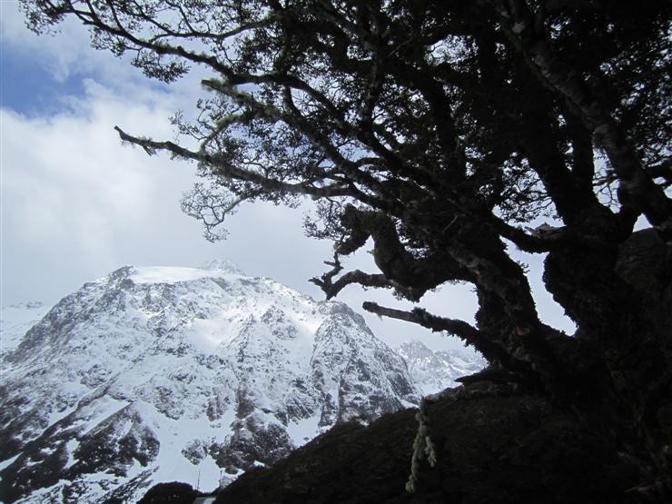 Mountain beech in the Southern Alps