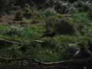 A weka, often mistaken for a kiwi but it has a much shorter beak