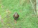 The weka again. A bit of a poser