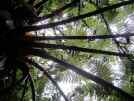 Underside of fern