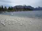 The lakeside at Queenstown. The gulls are staging a demonstration. "What do we want? Food! When do we want it? Now, Now, Now!" Hold on tightly to your chips or better still, eat them somewhere else