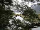 Tree at Mirror Lake. Quite a few tree pictures as well