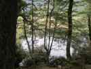 Mountain beeches at Mirror Lake