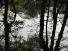 Reflection of mountain beeches