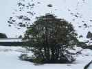 Tree and snow. The snow came right down to the roadside