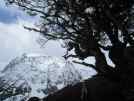 Mountain beech in the Southern Alps