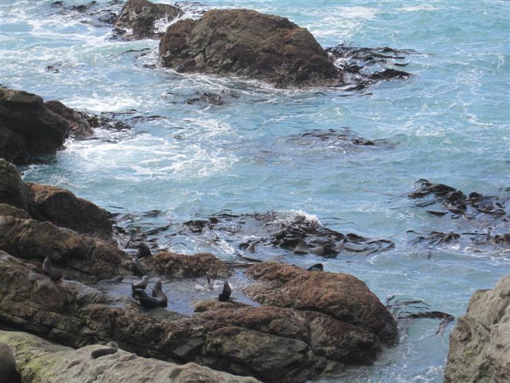 Seals playing in a rock pool at Ohau Point